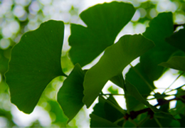 Ginkgo Leaf